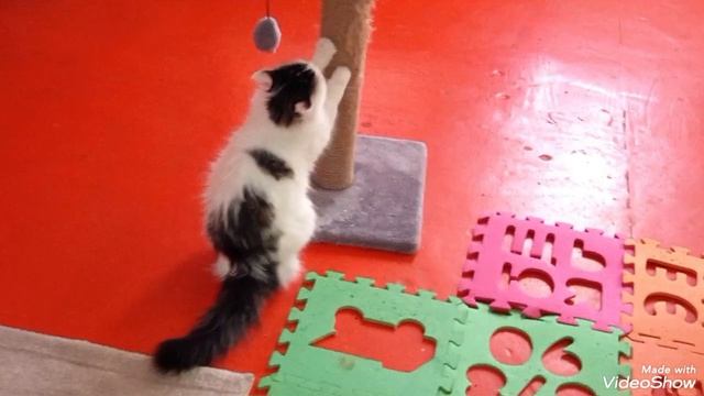 Мариуполь,мои кошечки 🐈🐈🐈🐈