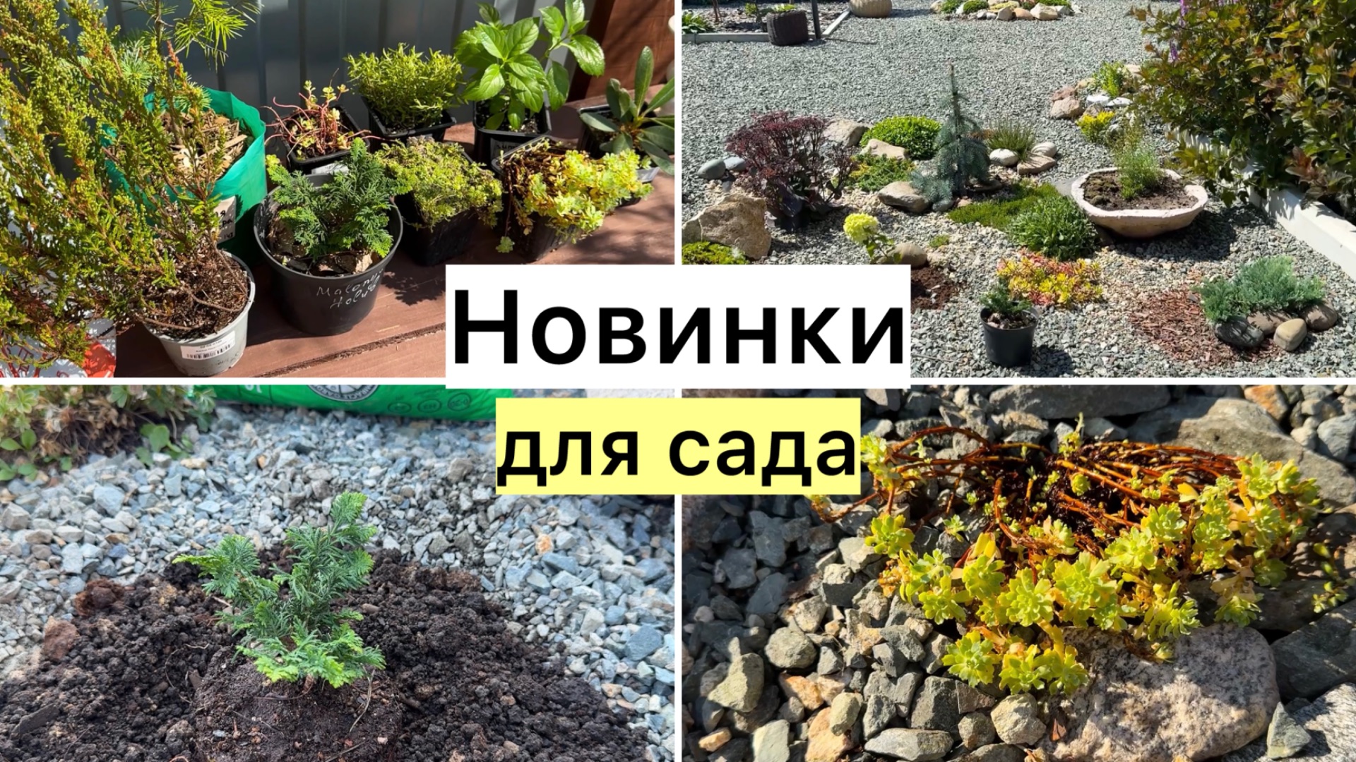 Рабочий ВЛОГ! Сажаю новых жителей! Хвойные, вереск, очитки!