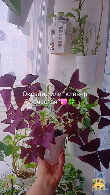 Оксалис или клевер счастья.🫶🌸