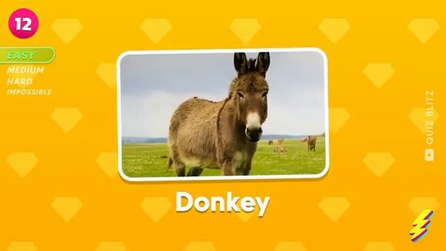 Farm Animal Quiz Easy, Medium Level