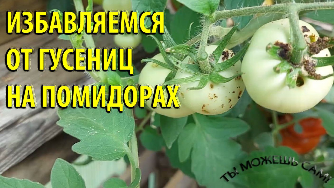 Как избавиться от гусениц на помидорах быстро и навсегда!