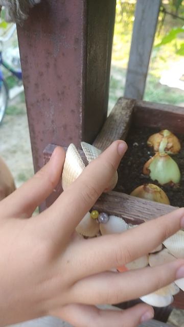 Украшение клумбы.