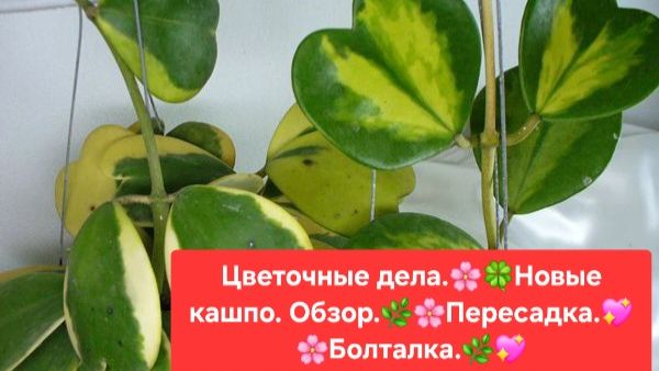 ЦВЕТОЧНЫЕ ДЕЛА.🌸🍀 НОВЫЕ КАШПО-ОБЗОР. 💖🌷ПЕРЕСАДКА. 🍀БОЛТАЛКА.🌺🌳