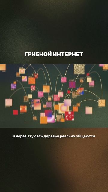Как грибы ОБЩАЮТСЯ друг с другом?