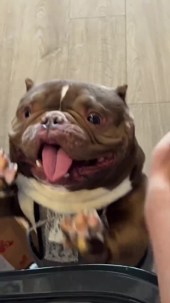 #видео #животные #Милые