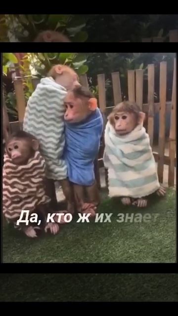 Веселые обезьянки