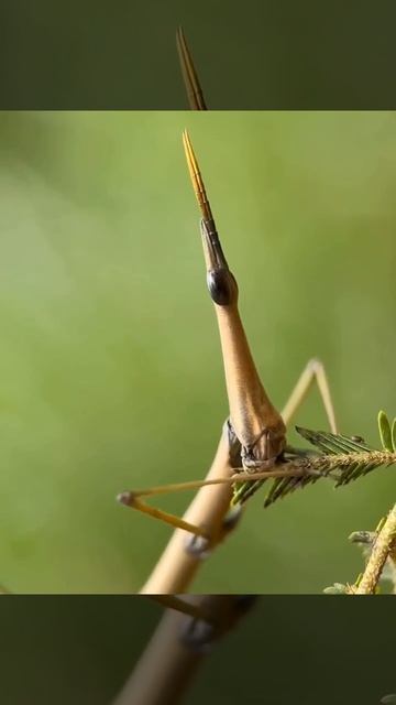 Pseudoproscopia Scabra