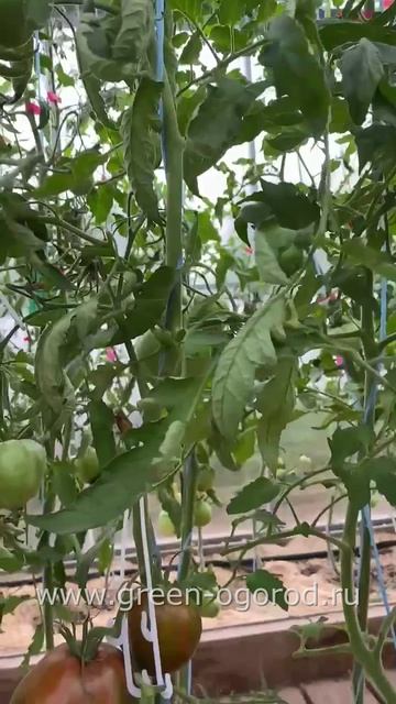 🍅томат ЗЕЛЕНОЕ СЕРДЦЕ СТЕПЕЙ