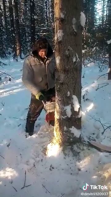 Валка леса зимой