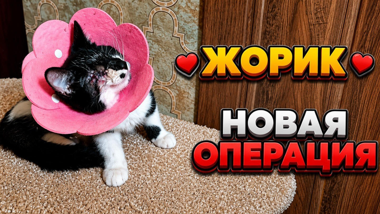 Жорик. Новая операция.