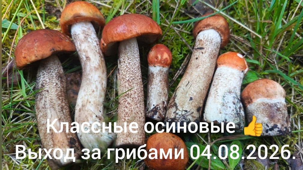 Выход за грибами  04.08.2026. - классные осиновые 👍.