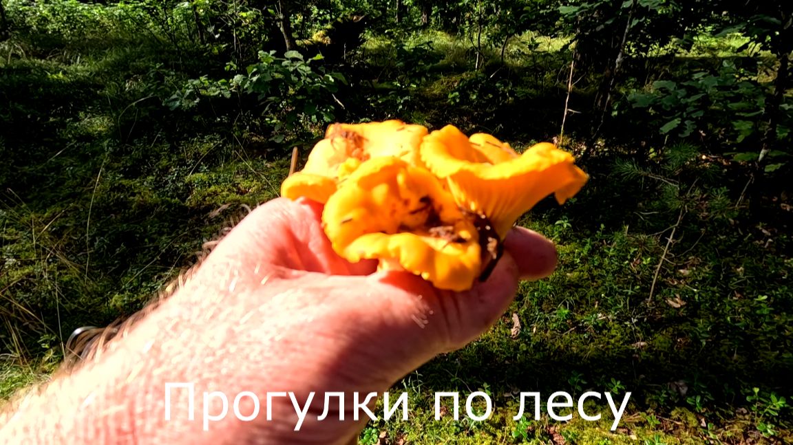 Прогулки по лесу. Начали появляться большие мховые лисички.