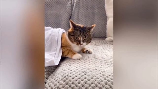 КОТА СТЯГИВАЮТ С ДИВАНА МНОГО РАЗ