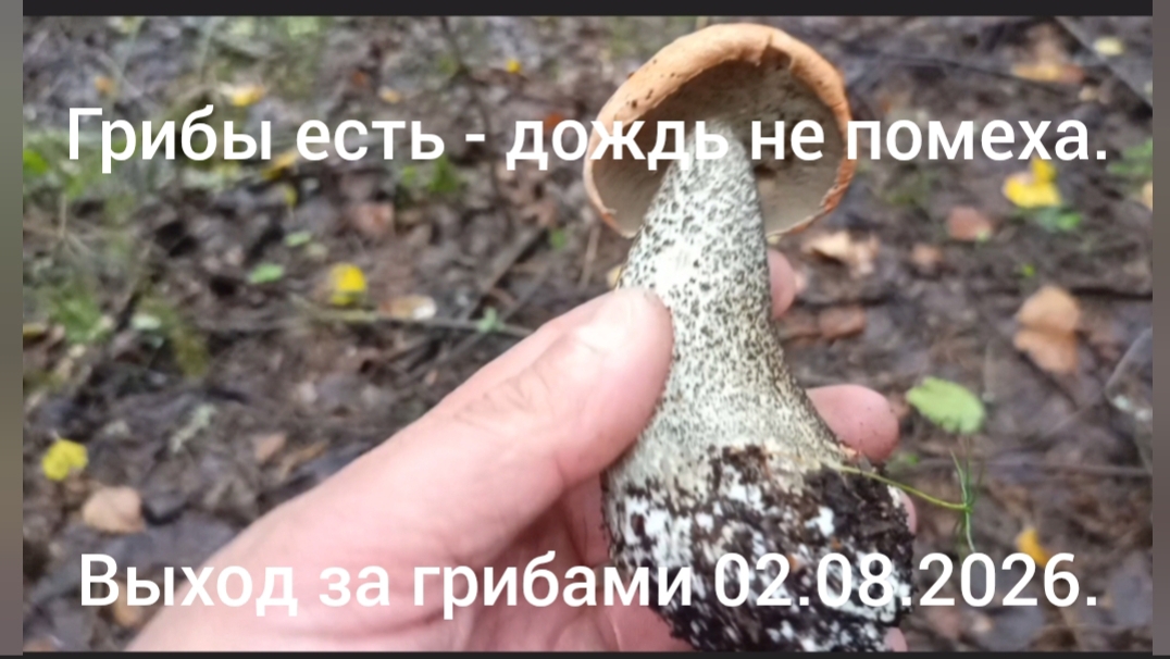 Выход за грибами 02.08.2026. - Грибы есть - дождь не помеха.