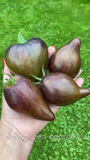 🍅томат КЛЮВ ПЕЛИКАНА