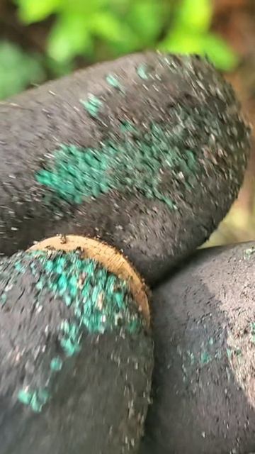 Жёлтенькая копеечка.