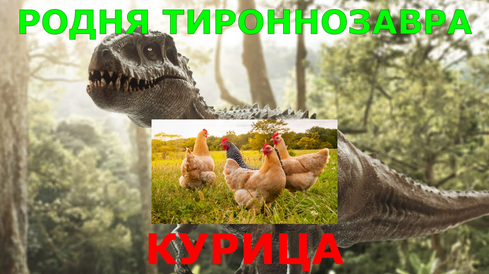 Неожиданная сторона курицы о которой молчат.