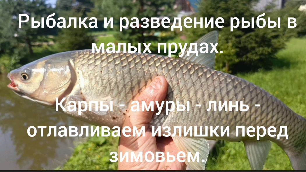 Вылавливаем излишки перед зимовьем, карпы- амуры- лин.