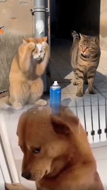 Comedy Short Video 🤣😂😀 #trending #shortvideo #funny #usa