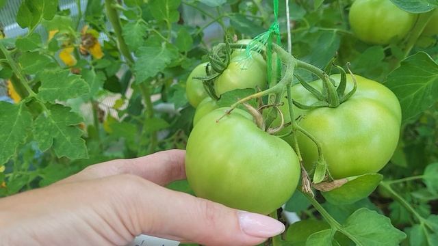 Три простых способа заставить томаты зреть на кусту!