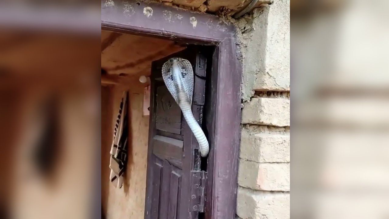 Неожиданные встречи с КОБРОЙ заснятые на камеру
