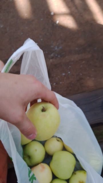 белый налив