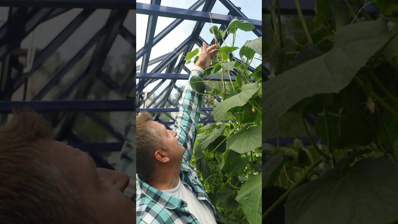 Честный отзыв про дорогие стеклянные теплицы