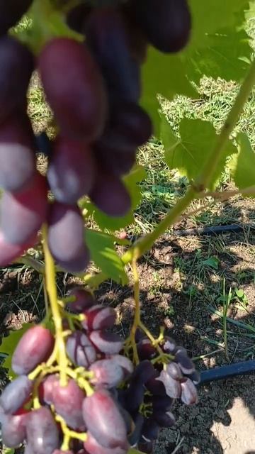 ДАНИЛО виноград очень раннего срока созревания на 02.08.26. Виноград Тепловых +79900274169