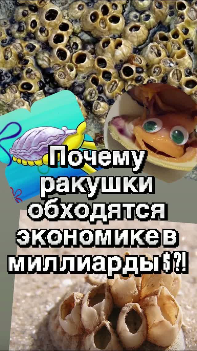Почему ракушки обходятся мировой экономике в миллиарды долларов?!