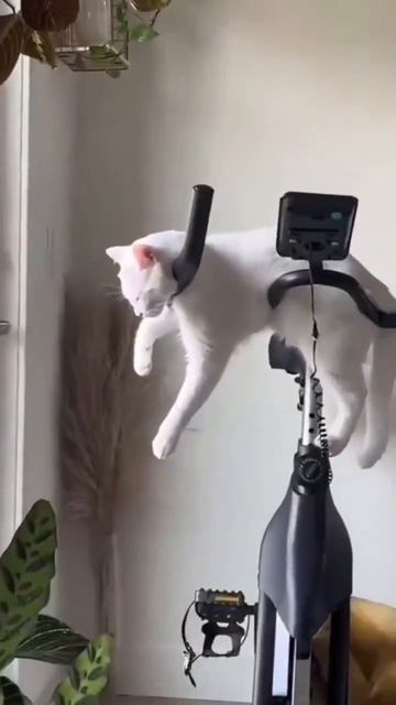 котики и сон🤣