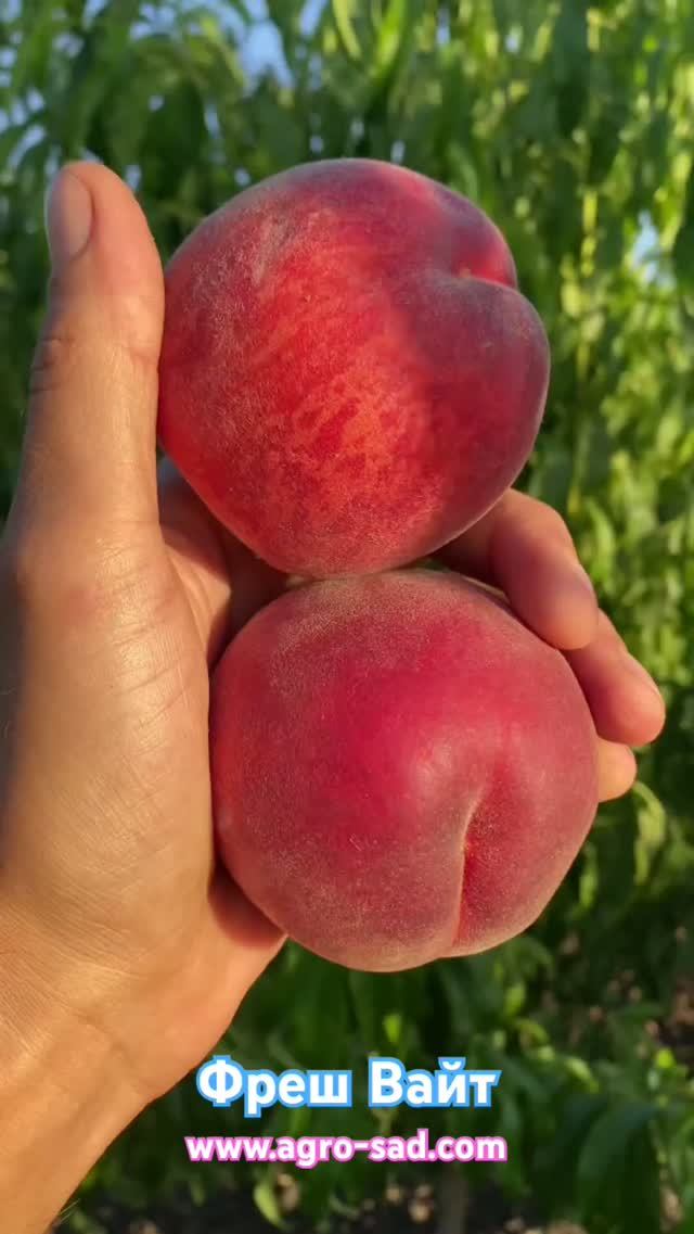 Персик Фреш Вайт (середина июля) Кубань 2026 #fruit #обзордачи #сад #садоводничество