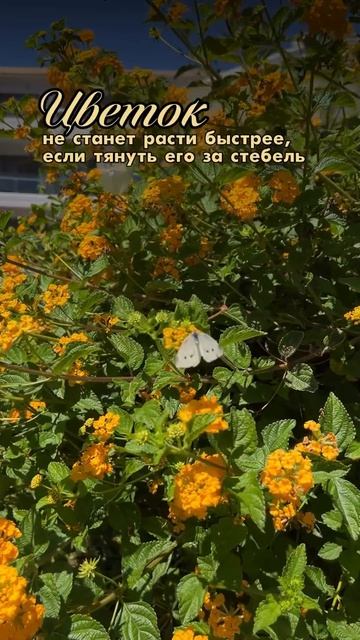 Нередко мы пытаемся ускорить то, что должно произойти в своё время