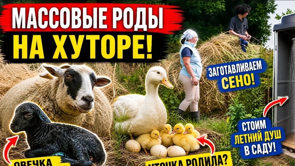 ЖИЗНЬ В ДЕРЕВНЕ ! МАССОВЫЕ РОДЫ НА ХУТОРЕ! ЗАГОТАВЛИВАЕМ СЕНО, СТРОИМ ДУШ.