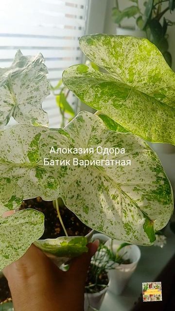 Алоказия Одора Батик Вариегатная.🌸🍀