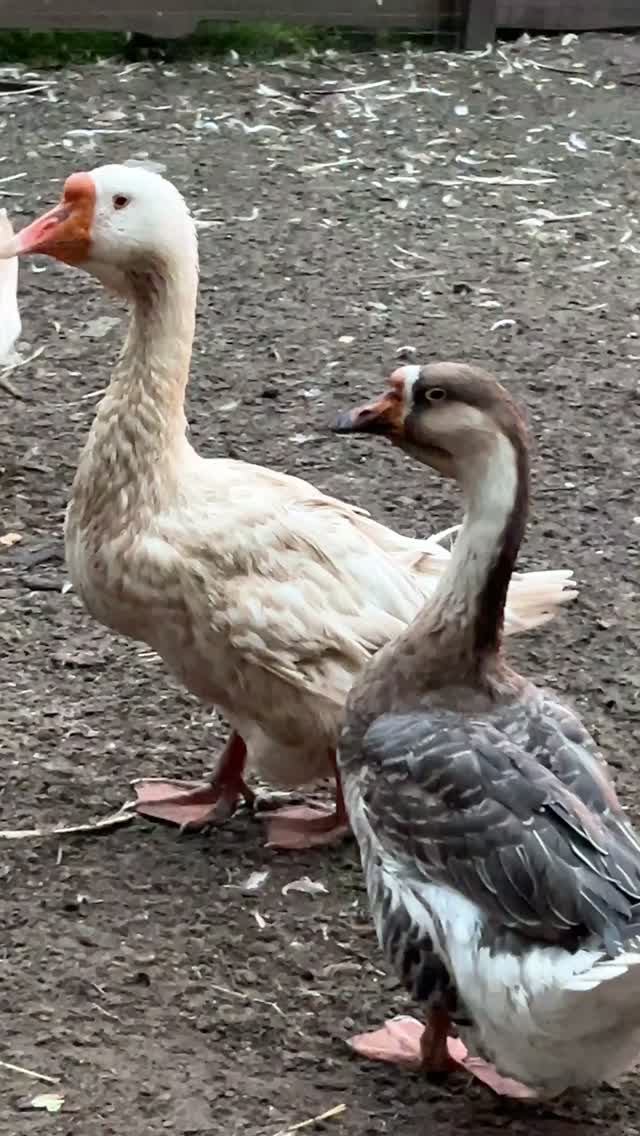 Гуси гуси га га га. Жили у бабуси два веселых гуся.😜