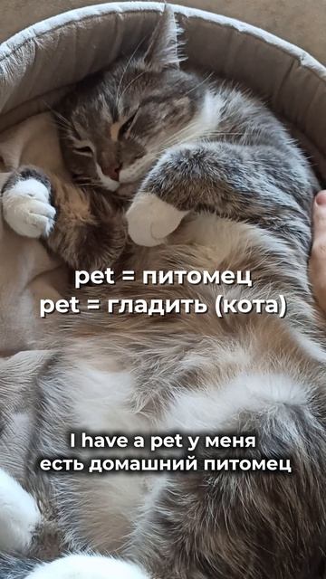 😳 PET — это питомец или «гладить»?
