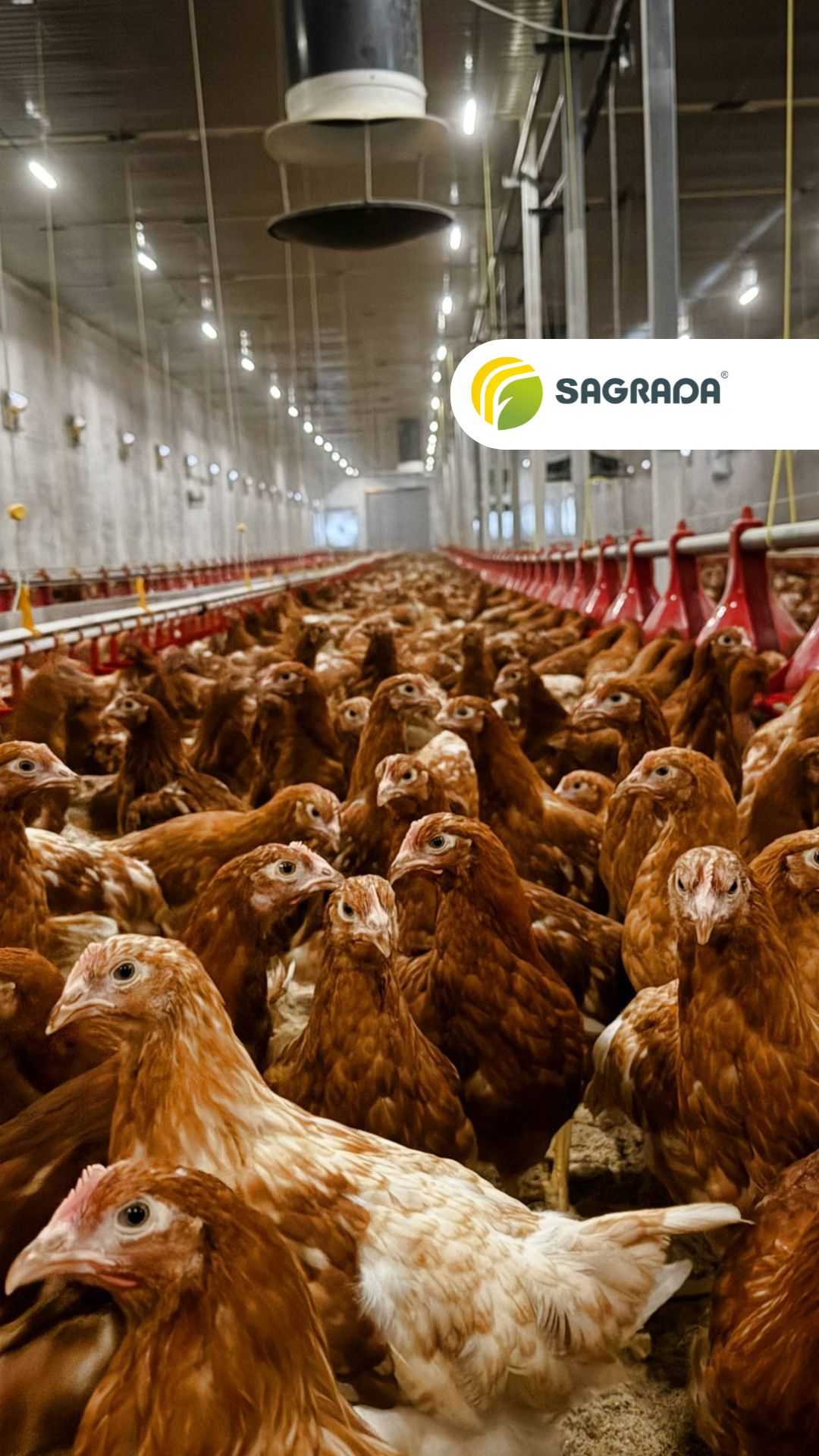🐔 Универсальное оборудование SAGRADA для разных видов птицы