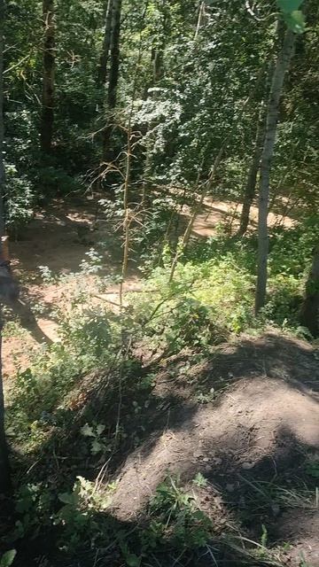 Ручей и дерево, мкр.Шилово, Воронеж, 02.08.2026
