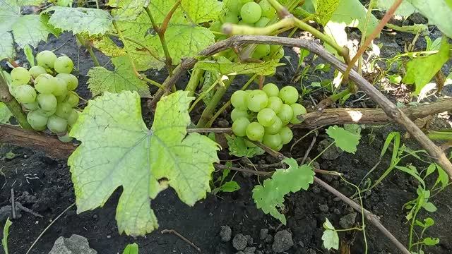 Размножение винограда Мускат отводками