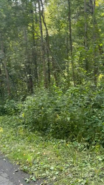 Как выглядит идеальный городской парк? Смотрим на Авангард в Электростали!