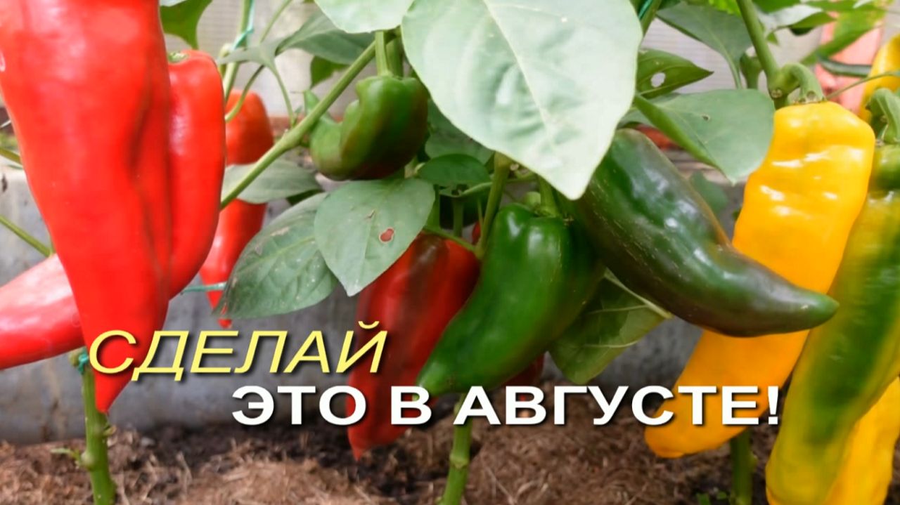🌶Уход за СЛАДКИМ ПЕРЦЕМ в августе: Как ускорить созревание и увеличить плоды🌶