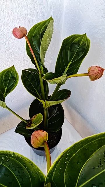Мединилла Ламбада (Medinilla Lambada)