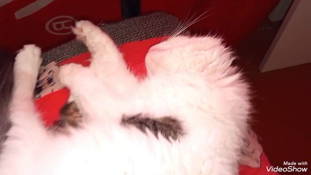 Мариуполь.Мои кошечки 🐈🐈🐈🐈