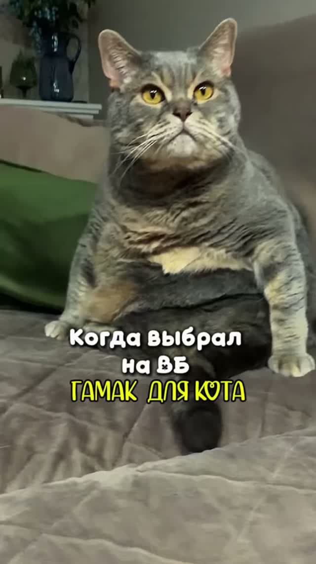 Про гамак для кота