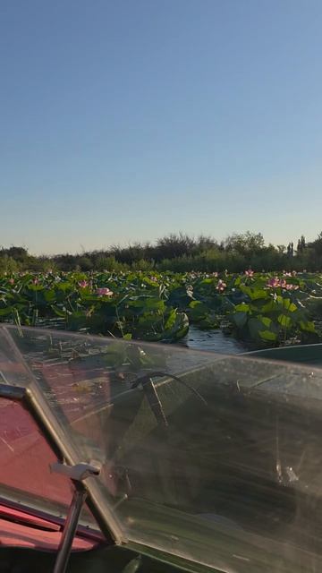 Лотосы
