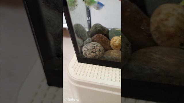 мои питомцы