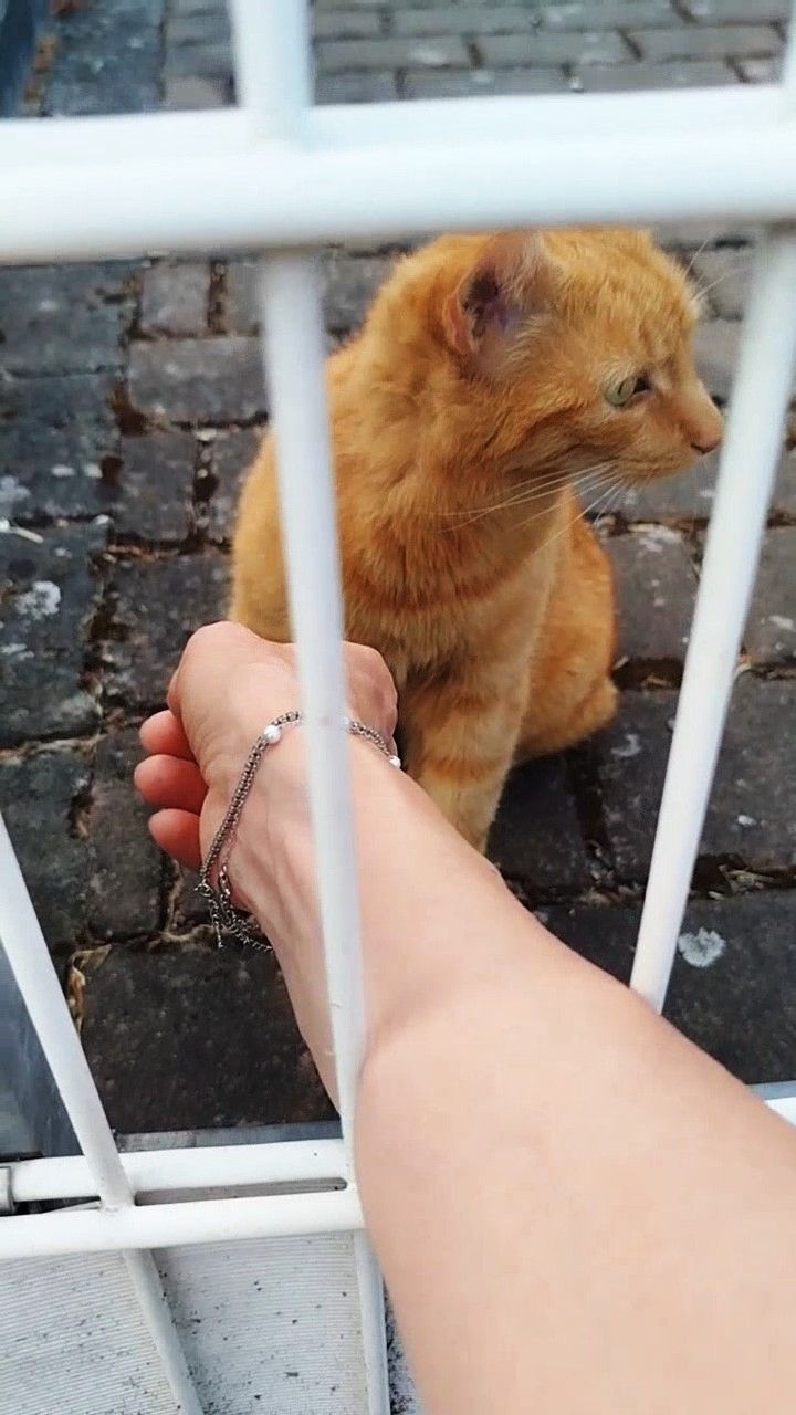 НЕМЕЦКАЯ КОШКА ПОНИМАЕТ МОЙ РУССКИЙ! ГЕРМАНИЯ,. Г. РАУНХАЙМ. 03.08.26