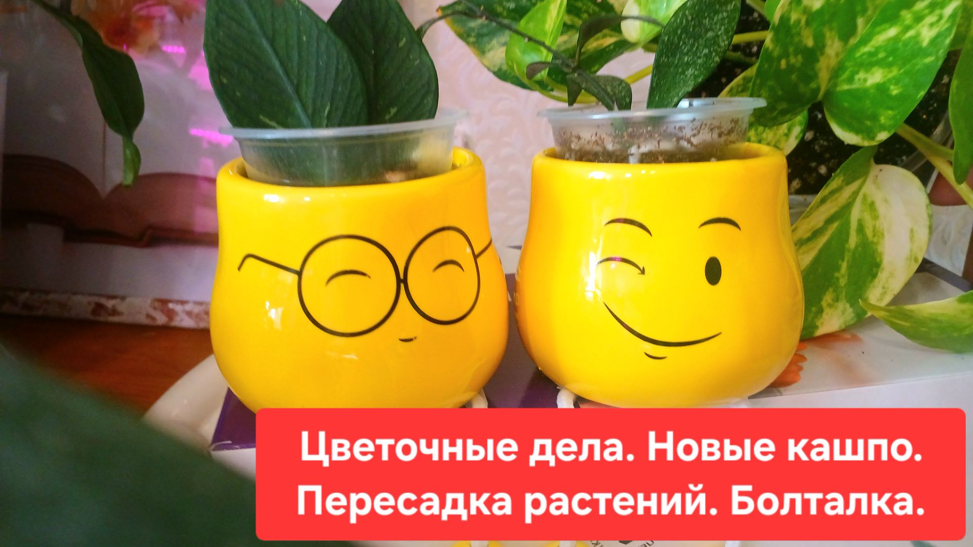ЦВЕТОЧНЫЕ ДЕЛА🌸🍀 НОВЫЕ КАШПО💖🌷ПЕРЕСАДКА РАСТЕНИЙ 🍀БОЛТАЛКА.🌺🌳
