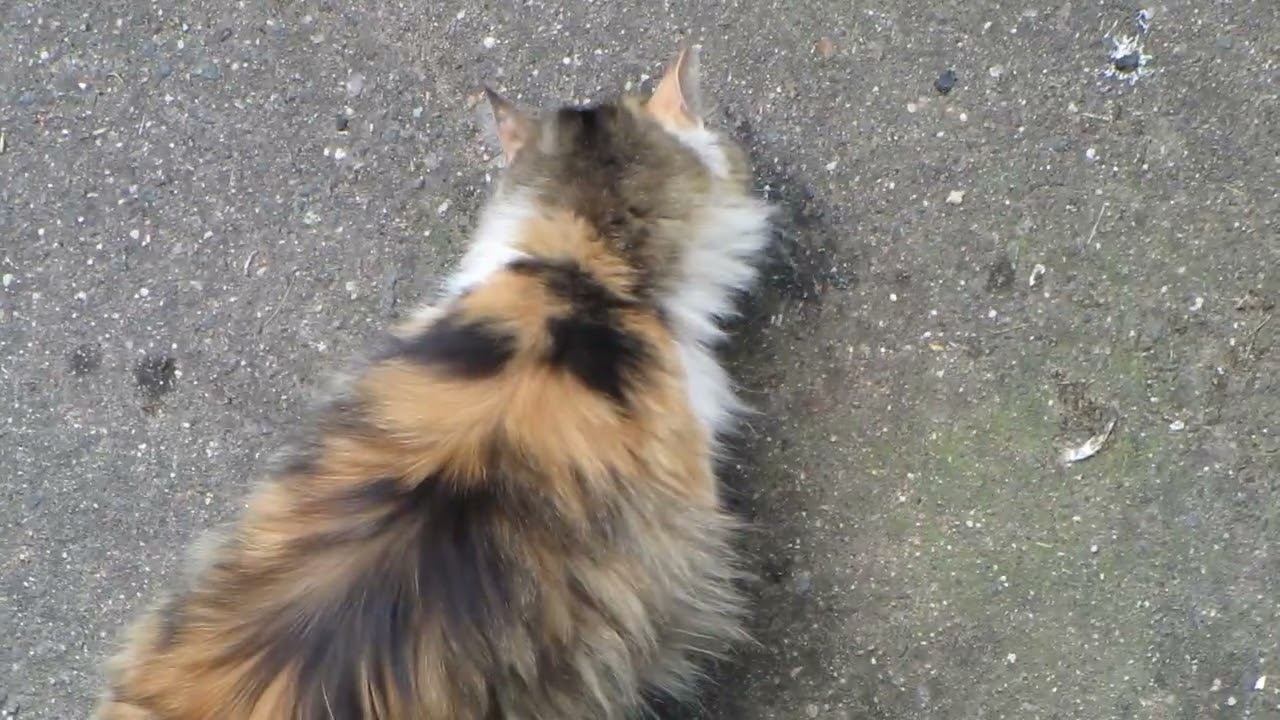 Коты: 'Наконец-то доставка!' Обед по расписанию ️