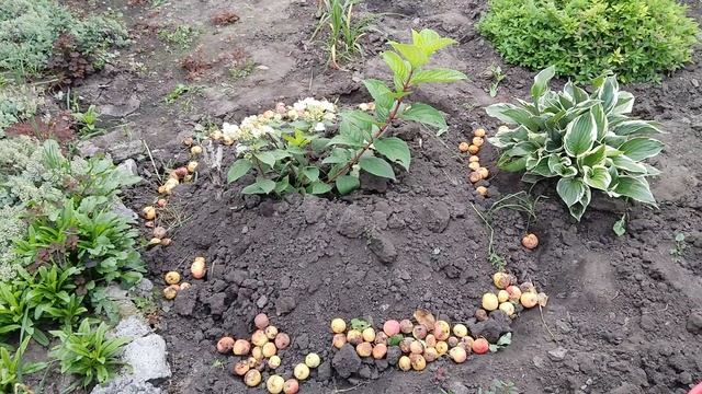 5 августаобзор курстарников в палисаднике.